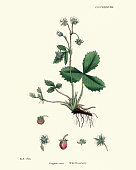 Natural History, Botany, Foral print, Fragaria vesca, Wild strawberry