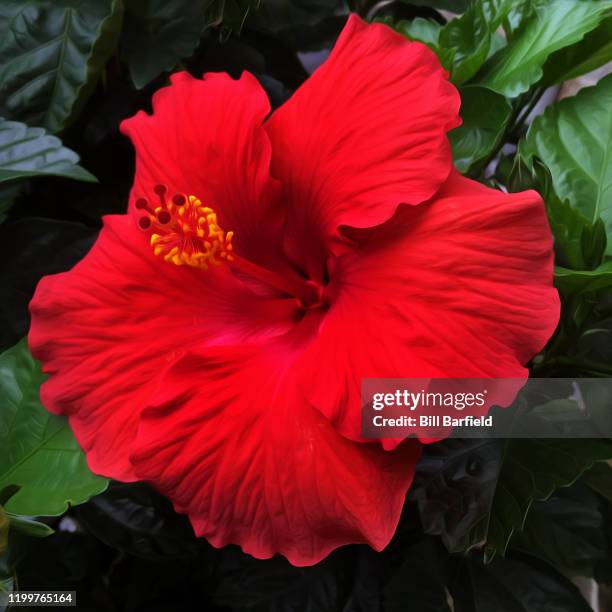 408 fotos e imágenes de Rosa De Jamaica - Getty Images 408 fotos e imágenes de Rosa De Jamaica - Getty Images