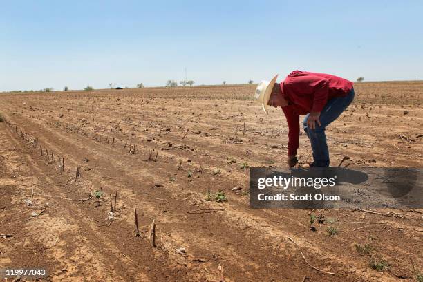 Jerry Gannaway looks over a field in which he planted cotton July 27, 2011 near Hermleigh, Texas. Gannaway is among the majority of dry-land cotton...