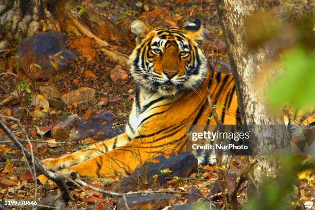 Tigress Sultana is seen during a Jungle safari at the Ranthambore National Park in Sawai Madhopur district, Rajasthan, India on February 9, 2020.