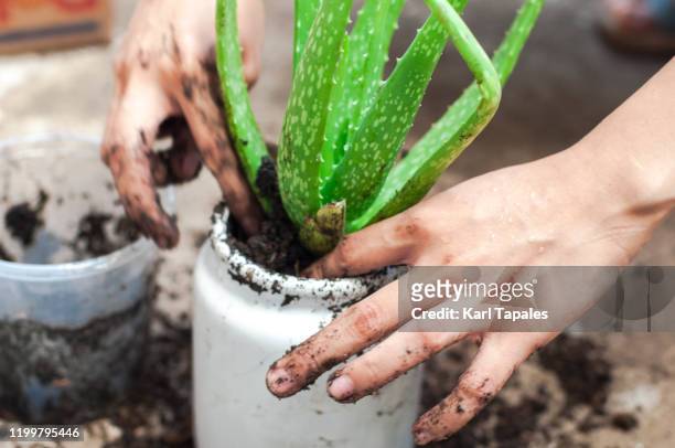 a young person is re-potting an aloe vera plant outdoor - potting - fotografias e filmes do acervo