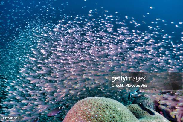 school of underwater glass fish (parambassis ranga) on coral reef - bioluminescência imagens e fotografias de stock