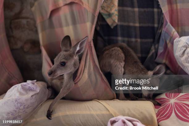 Kangaroo joeys under the care of Wytaliba residents and wildlife carers Julie Willis and Gary Wilson are pictured on January 14, 2020 in Wytaliba,...