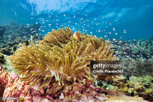 underwater magnificent sea anemone (heteractis magnifica) with skunk anemonefish clown fish (amphiprion ephippium) within - anemone magnifica stock pictures, royalty-free photos & images