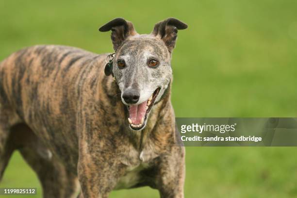 a magnificent brindle coloured greyhound, canis lupus familiaris, playing in a field. - greyhound stock pictures, royalty-free photos & images