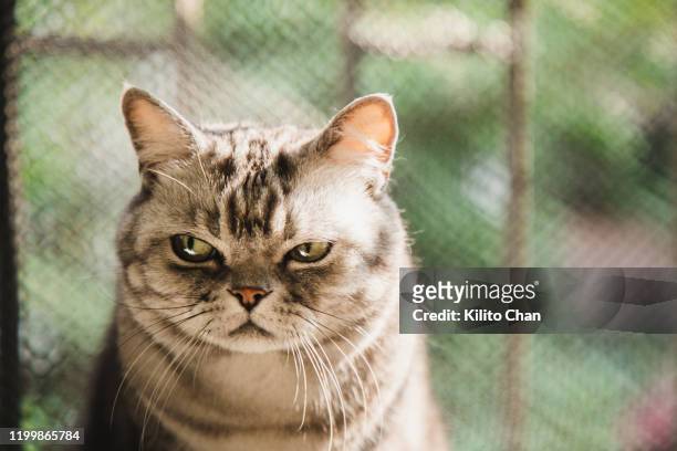 american shorthair striped cat with a dissatisfied face - grantig stock-fotos und bilder