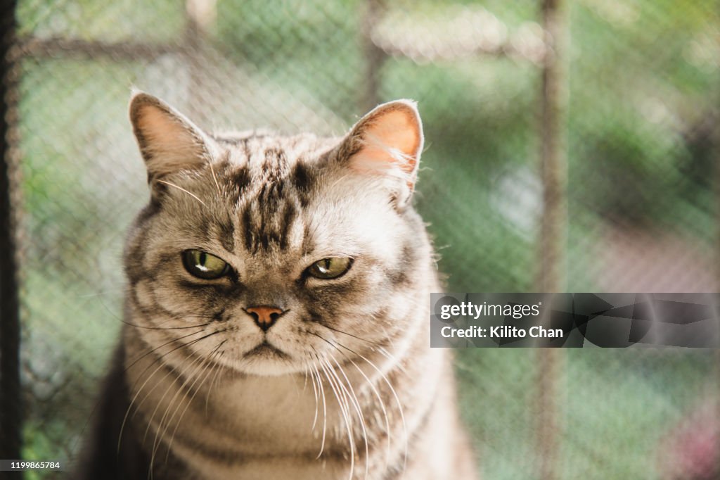 American shorthair striped cat with a dissatisfied face