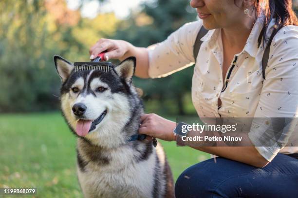 mujer peinando su husky siberiano - mudar la piel fotografías e imágenes de stock