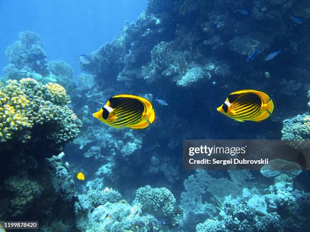 underwater  landscape red sea, chaetodon fasciatus, diagonal-lined butterflyfish - raccoon butterflyfish stock pictures, royalty-free photos & images