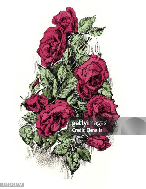 11点のつるバライラスト素材 Getty Images 11点のつるバライラスト素材 Getty Images