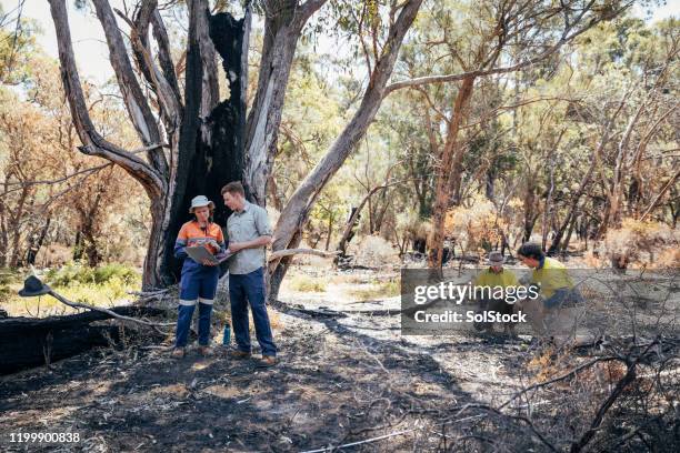 environmental professional working as a team - australia bushfire stock pictures, royalty-free photos & images