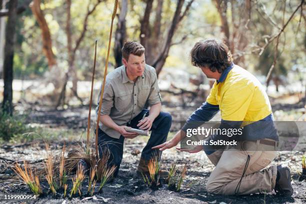 discussion over tree grass - wildlife research stock pictures, royalty-free photos & images