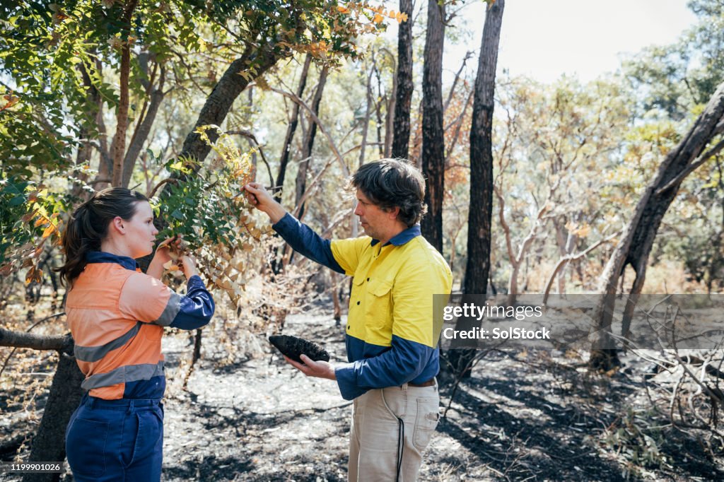 Environmental & Conservation Sciences Examine the Banksia Tree