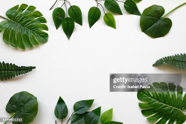 tropical green leaves and pink tulips on white - flat lay stock-fotos und bilder