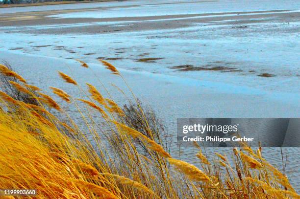 prime hook national wildlife refuge, delaware - delaware landscape stock pictures, royalty-free photos & images