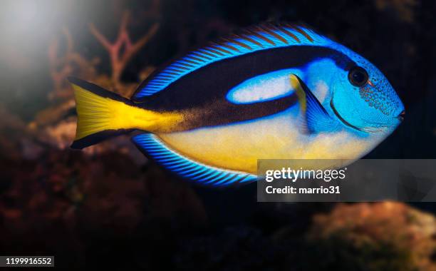 pesce blu tang pesce tropicale - pesce chirurgo foto e immagini stock