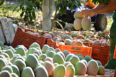 Agricultural worker packing mango fruit just harvested