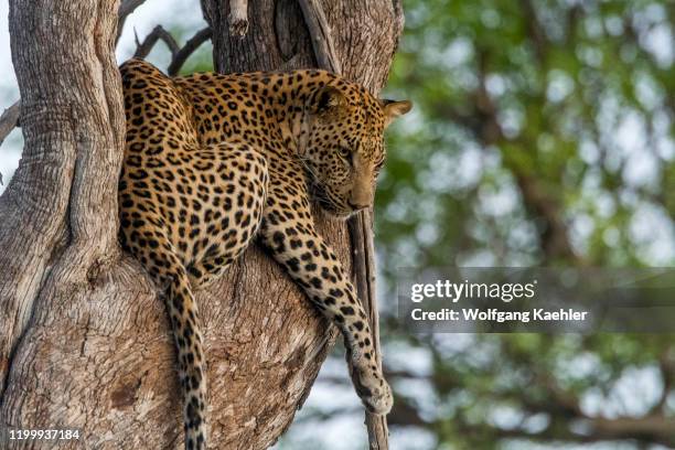 Leopard sitting in a tree in the Gomoti Plains area, a community run concession, on the edge of the Gomoti river system southeast of the Okavango...