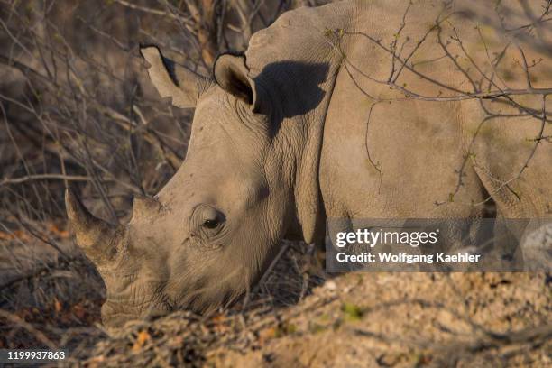 Close-up of a White rhinoceros or square-lipped rhinoceros in the Ongava Game Reserve, south of the Etosha National Park in northwestern Namibia.