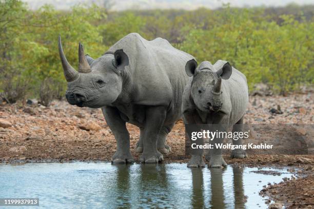 White rhinoceros or square-lipped rhinoceros mother and calf at a waterhole in the Ongava Game Reserve, south of the Etosha National Park in...