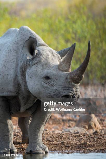 White rhinoceros or square-lipped rhinoceros mother at a waterhole in the Ongava Game Reserve, south of the Etosha National Park in northwestern...