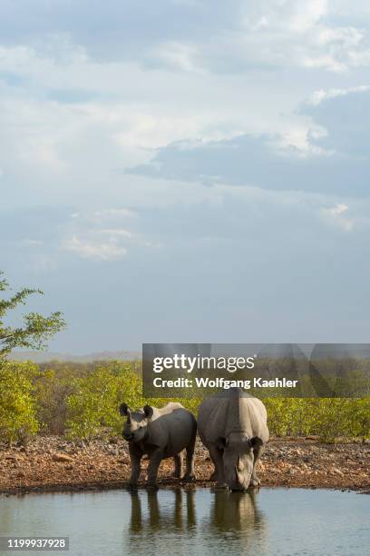 White rhinoceros or square-lipped rhinoceros mother and calf at a waterhole in the Ongava Game Reserve, south of the Etosha National Park in...