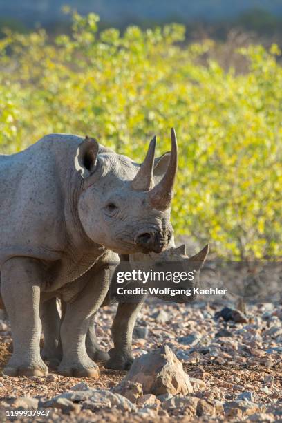 White rhinoceros or square-lipped rhinoceros mother and calf in the Ongava Game Reserve, south of the Etosha National Park in northwestern Namibia.