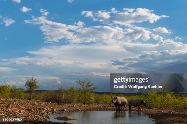 White rhinoceros or square-lipped rhinoceros mother and calf at a waterhole in the Ongava Game Reserve, south of the Etosha National Park in...
