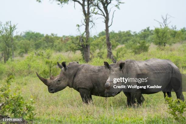 White rhinoceroses or square-lipped rhinoceros , one dehorned to protect it from poaching, in the Manyeleti Reserve in the Kruger Private Reserves...