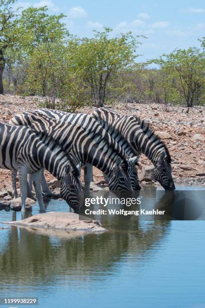 Plains zebras , also known as the common zebra, at a waterhole at Ongava Lodge in the Ongava Game Reserve, south of the Etosha National Park in...