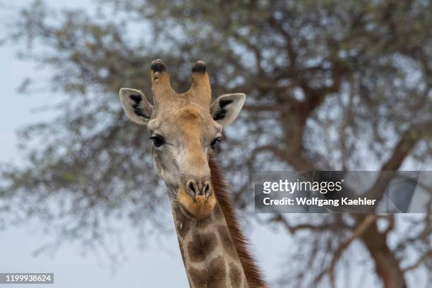 Close-up of an Angolan giraffe , a southern giraffe sub-species, in the Huanib River Valley in northern Damaraland and Kaokoland, Namibia.