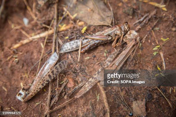 Dead locusts still litter the ground in Kathuri, Embu county, Kenya. Kenya is experiencing the worst outbreak of desert locusts in 70 years. The...