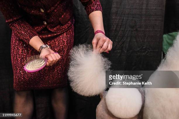 Handler fluffs a Poodles' tail during the annual Westminster Kennel Club dog show on February 10, 2020 in New York City. The 144th annual Westminster...