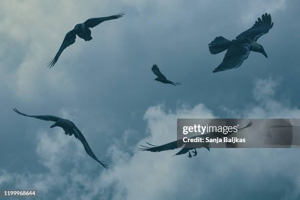 birds flying in sky - raven imagens e fotografias de stock