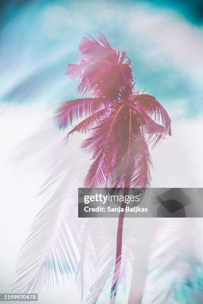 dreamy palm tree - low angle view of silhouette palm trees against sky stock-fotos und bilder