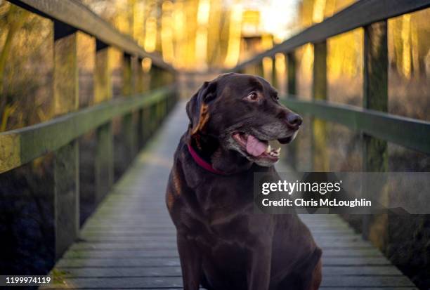 7 year old male chocolate labrador - labrador nature reserve stock pictures, royalty-free photos & images