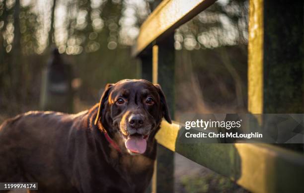 7 year old male chocolate labrador - labrador nature reserve stock pictures, royalty-free photos & images