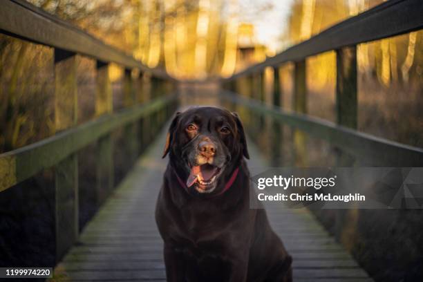 7 year old male chocolate labrador - labrador nature reserve stock pictures, royalty-free photos & images