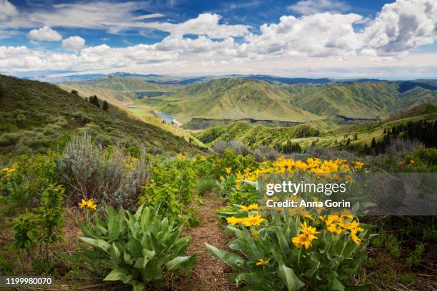 hiking path lined with arrowleaf balsamroot flowers leading through rolling green landscape on trail to mount heinen with arrowrock reservoir far below outside boise, idaho - boise stockfoto's en -beelden