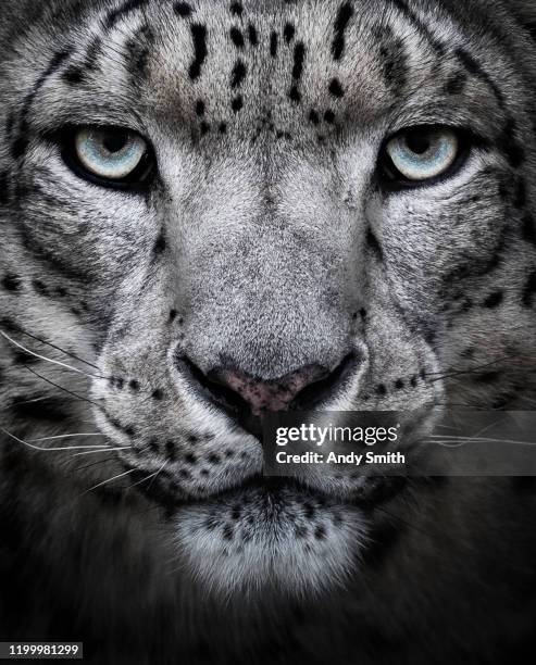 the eyes tell a life time of stories - snow leopard stock pictures, royalty-free photos & images