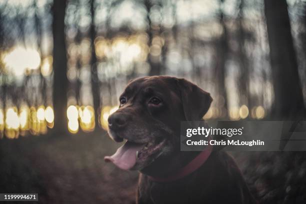 7 year old chocolate labrador (bob) - labrador nature reserve stock pictures, royalty-free photos & images