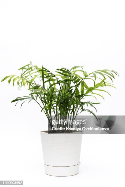 potted plant - aralia - kochgeschirr stock-fotos und bilder