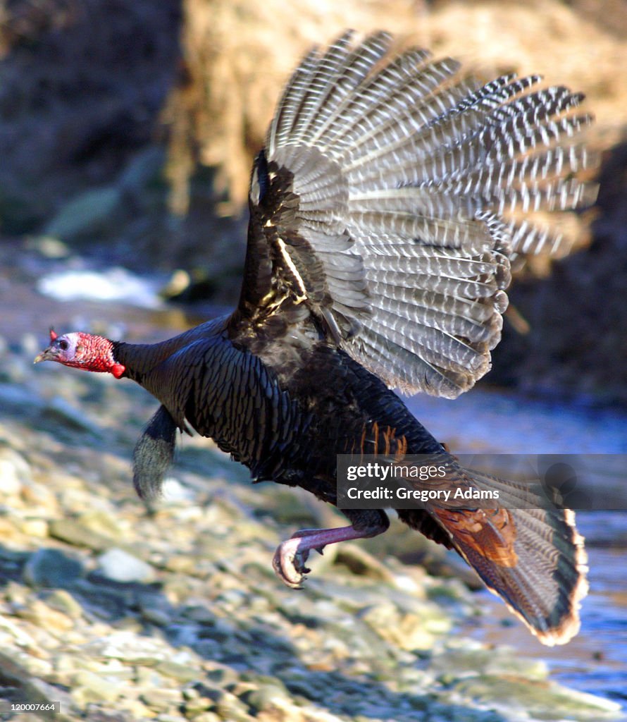Turkey In Flight Wild Turkey In Flight High-Res Stock Photo - Getty Images