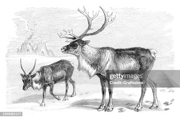 reindeer couple illustration - reindeer stock illustrations