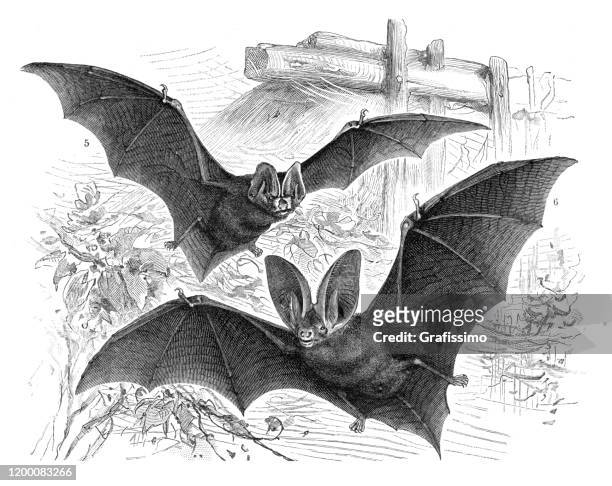 stockillustraties, clipart, cartoons en iconen met lange-eared vleermuis vliegende illustratie - bat animal
