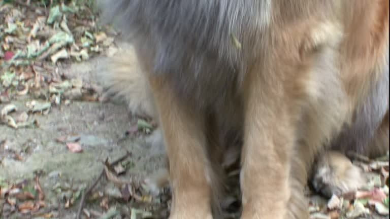 Leonberger Pants Leonberger Pants