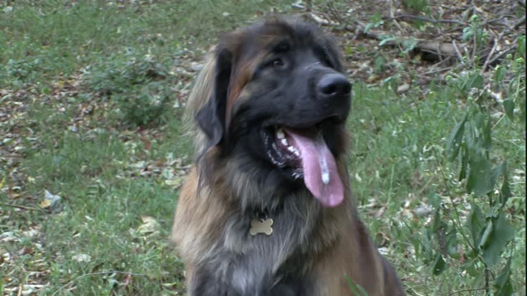 Leonberger Pants Leonberger Pants