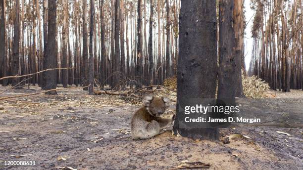 Young koala sits beside a burnt tree on January 17, 2020 in Kangaroo Island, Australia. Kangaroo Island is recovering in the aftermath of a series of...