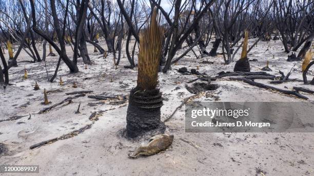 Dead animals lay on the ground on January 17, 2020 in Kangaroo Island, Australia. Kangaroo Island is recovering in the aftermath of a series of...