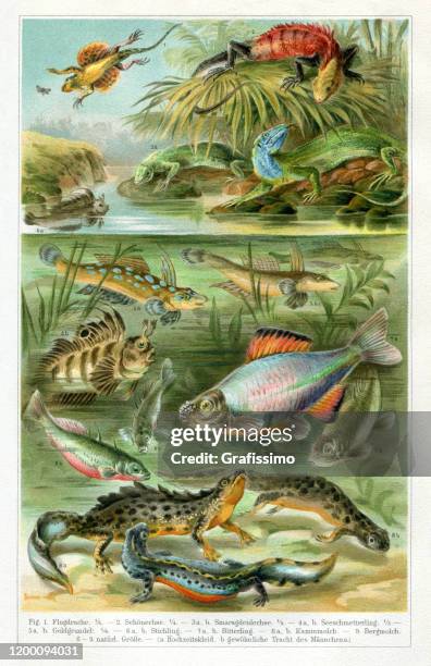 variation of amphibian animals at lake illustration - stickleback fish stock illustrations